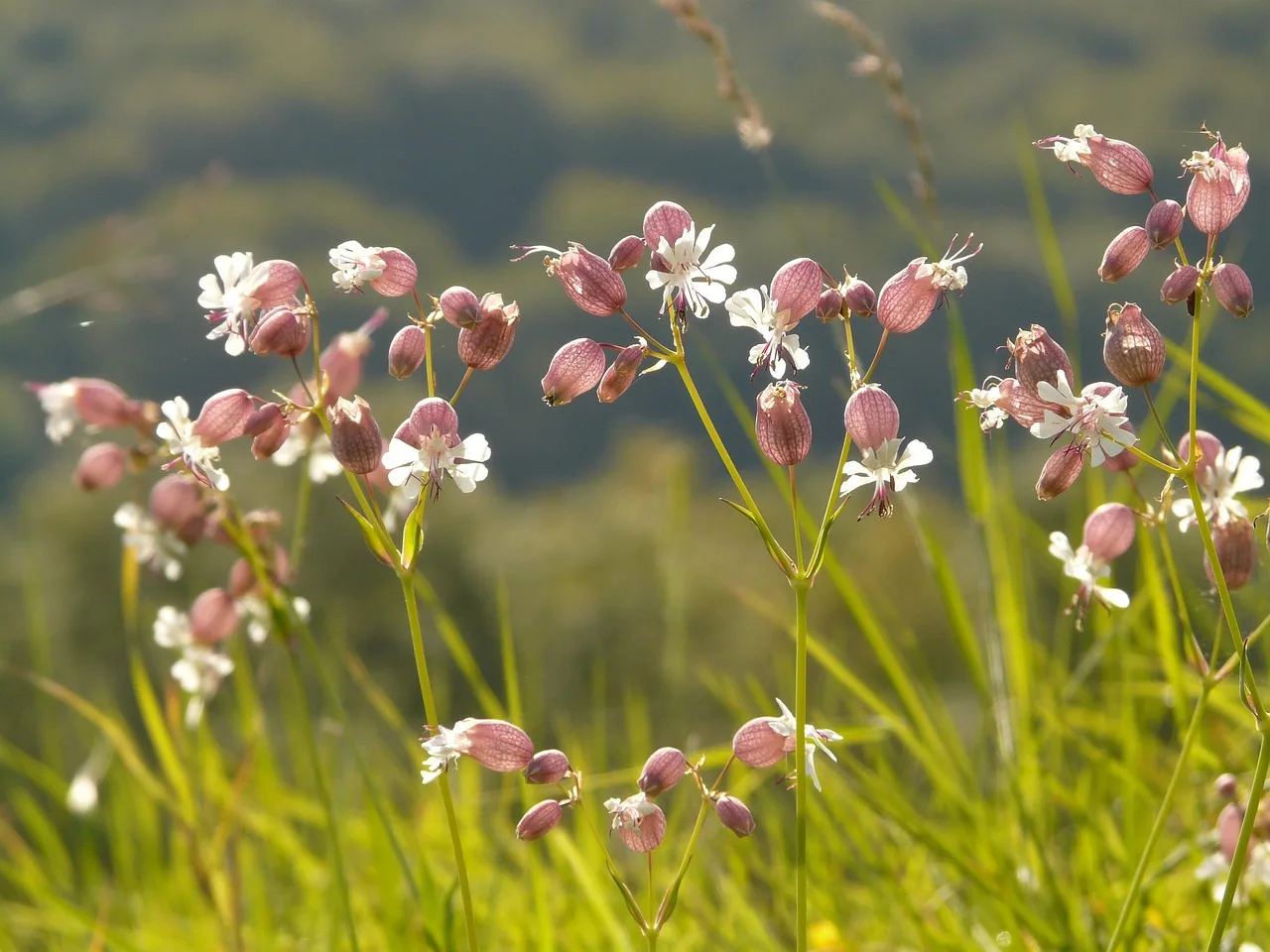 Epilobio in fiore, simbolo del supporto naturale per la salute prostatica maschile.